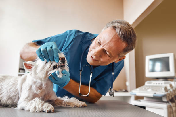  Point Baker, FL Emergency Dentist Pros